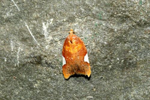 Acleris holmiana